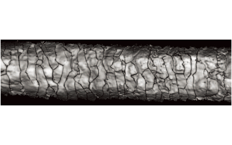 3Dキューティクル画像